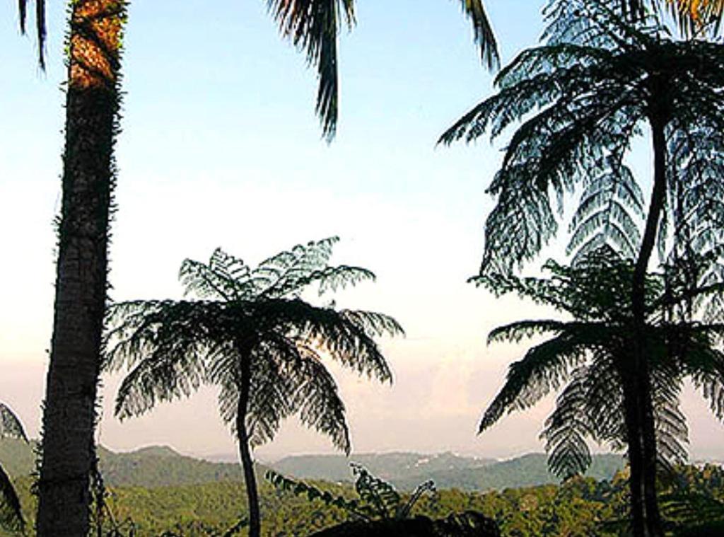 El Hotelito At The Rainforest Experience Farm Fajardo Eksteriør bilde